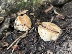 Descomyces