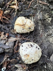 Descomyces