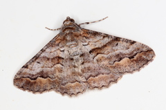 Gastrinodes bitaeniaria