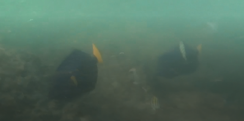 Photo of Yellowtail tang (Zebrasoma xanthurum)