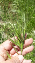 Bromus rigidus