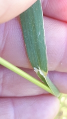 Bromus rigidus