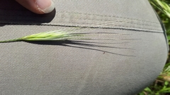 Bromus rigidus