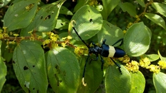 Pachyteria dimidiata