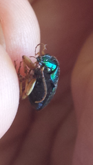 Chlaenius ophonoides