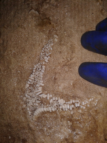 Paxillosida