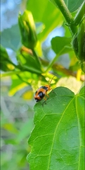 Aulacophora hilaris