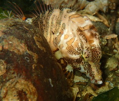 Rhamphocottus richardsonii