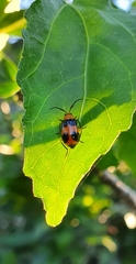 Aulacophora hilaris
