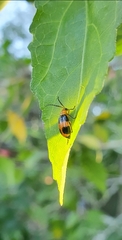 Aulacophora hilaris