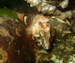 Rhamphocottus richardsonii