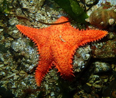 Hippasteria phrygiana