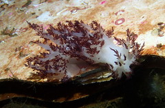 Dendronotus rufus