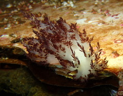Dendronotus rufus