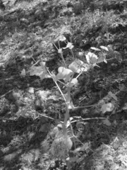 Smyrnium cordifolium