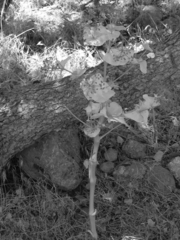 Smyrnium cordifolium