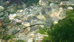 Myoxocephalus polyacanthocephalus