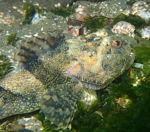 Great Sculpin