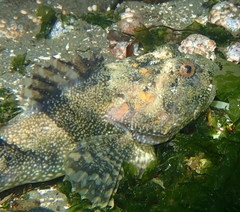 Myoxocephalus polyacanthocephalus