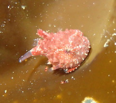Eumicrotremus orbis