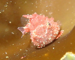 Eumicrotremus orbis