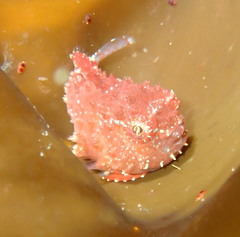 Eumicrotremus orbis