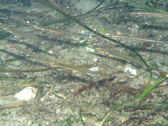 Aulorhynchus flavidus