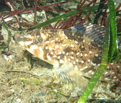 Hexagrammos stelleri