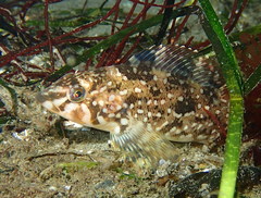 Hexagrammos stelleri
