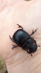 Catharsius tricornutus