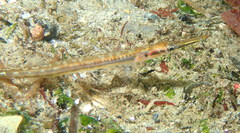 Aulorhynchus flavidus