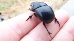 Catharsius tricornutus