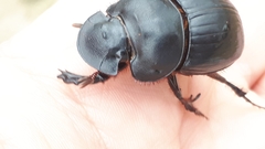 Catharsius tricornutus