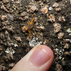 Uroplectes xanthogrammus