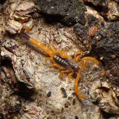 Uroplectes xanthogrammus