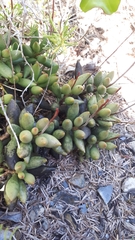 Adromischus filicaulis