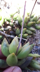 Adromischus filicaulis