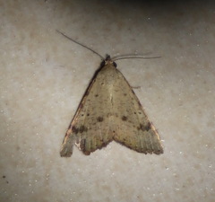 Madope auferens