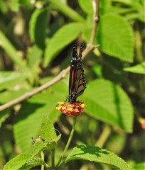 Danaus plexippus megalippe