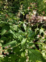 Circaea canadensis quadrisulcata