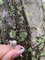 Lecanora thysanophora