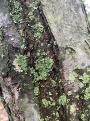 Lecanora thysanophora