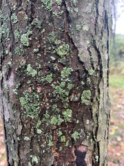 Lecanora thysanophora