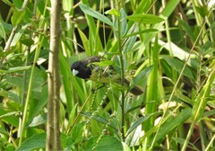 Sporophila nigricollis