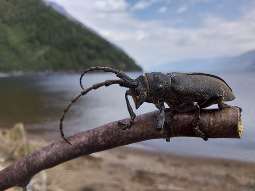Weaver beetle, photo 4 of 10