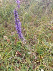 Veronica porphyriana