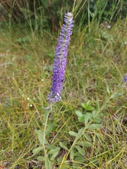 Veronica porphyriana