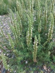 Nepeta annua