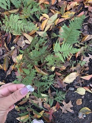 Athyrium asplenioides