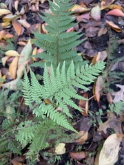 Athyrium asplenioides
